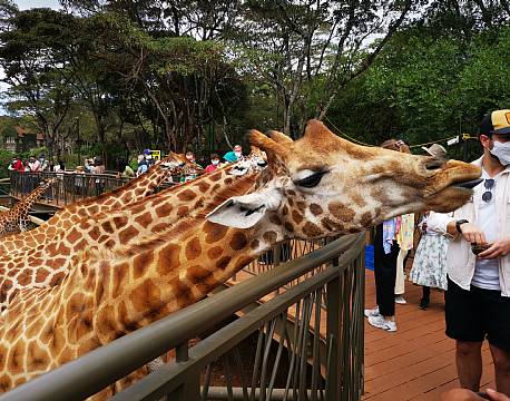 fodring af giraffer tæt på africa tours