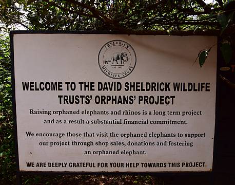 wildlife sheldrick wildlife trusts’ orphans’ project africa tours