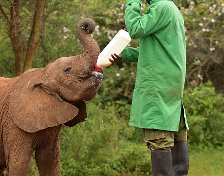 elefantpasning africa tours