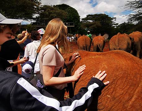 ae en elefant africa tours