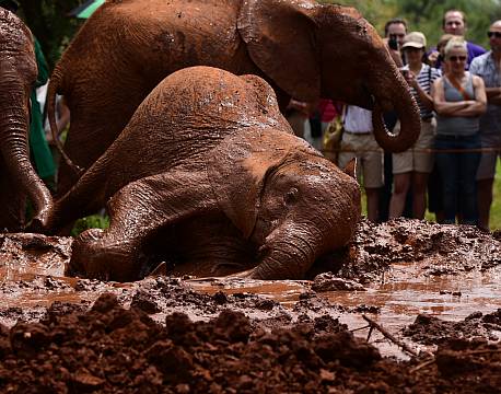 elefantbad africa tours