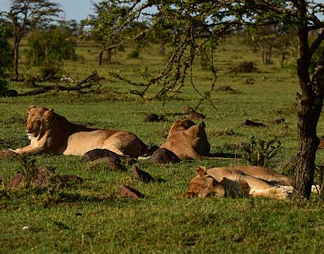 løvefamilie safari africa tours