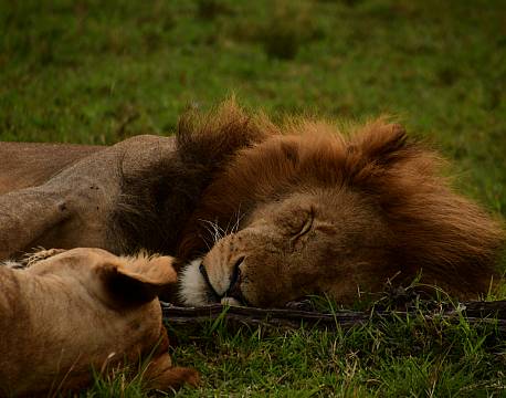 sovende løver africa tours