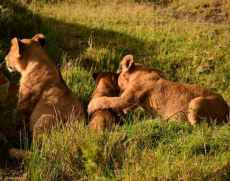 løvesafari på savannen africa tours