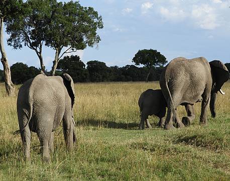 elefantfamilie med unge safari africa tours