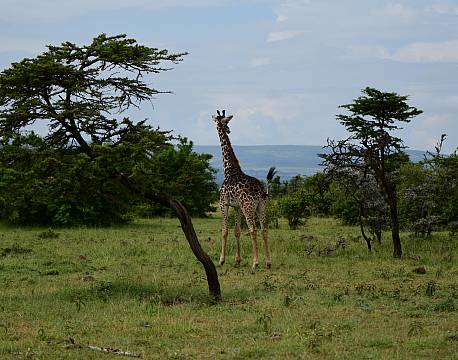 vild giraf africa tours