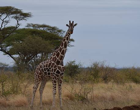 giraf i afrika africa tours