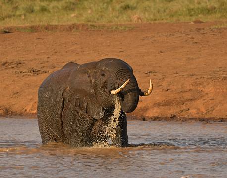 elefant der drikker africa tours