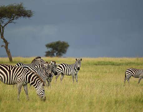 zebrafamilie på sletten africa tours