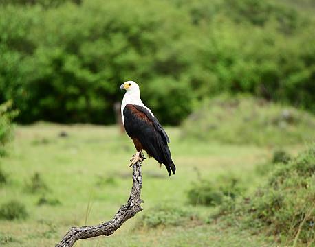 ørn i træ africa tours