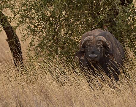 safari med bøfler africa tours