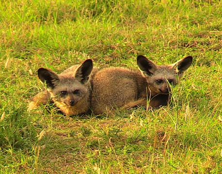 rævesafari africa tours