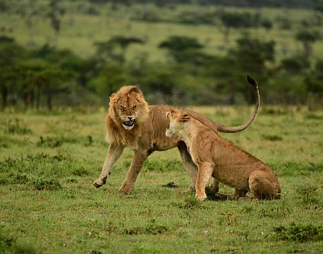 løvekamp savanne africa tours