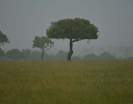 regn på savannen africa tours