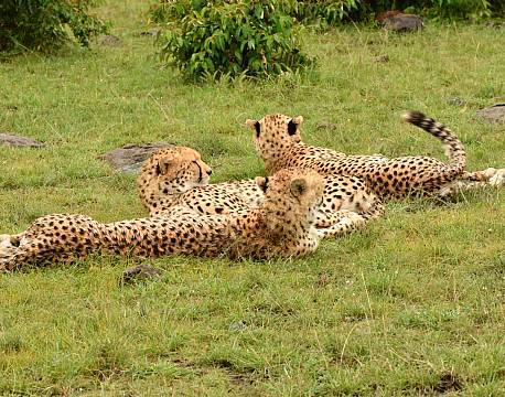 savanne geparder africa tours