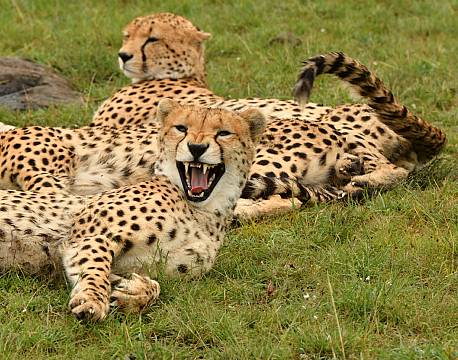 hidsig gepard africa tours