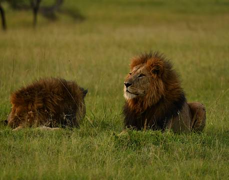 liggende hanløver africa tours