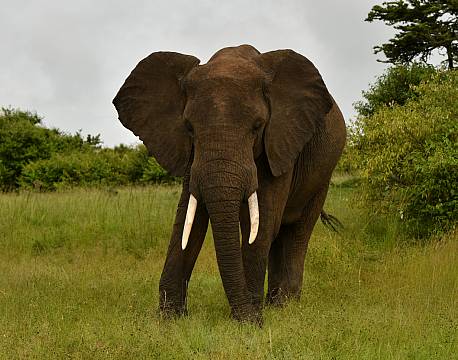 the big five elefant africa tours
