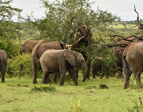 elefantflok safari i afrika africa tours