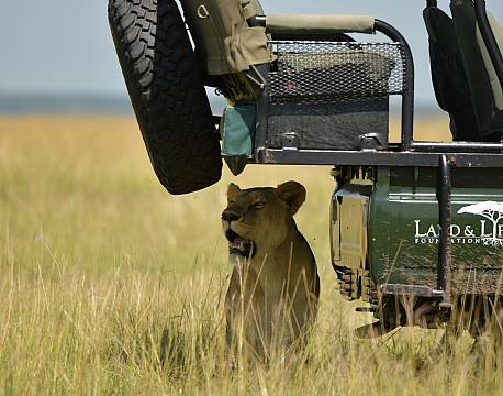 løve ved safaribil africa tours