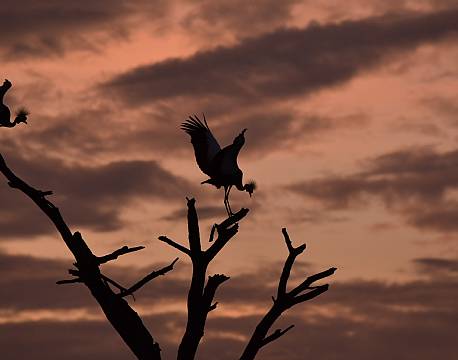 fulg i træ africa tours