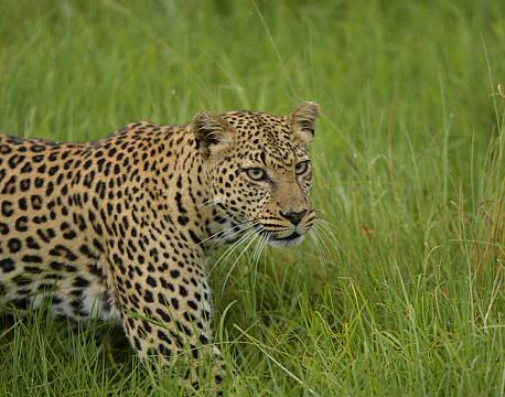 leopardsafari afrika africa tours