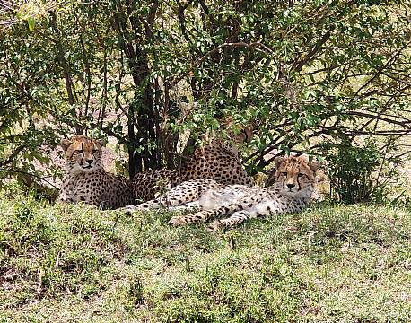 savannesafari liggende gepardflok africa tours