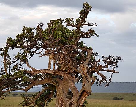gepard i træ på savannen africa tours