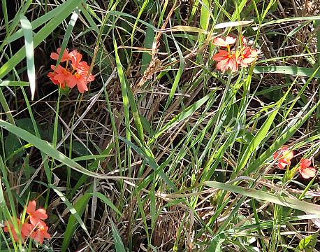 vilde blomster africa tours