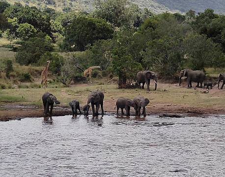 giraf- og elefantsafari africa tours