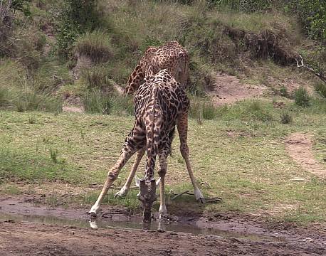 giraf der drikker vand africa tours