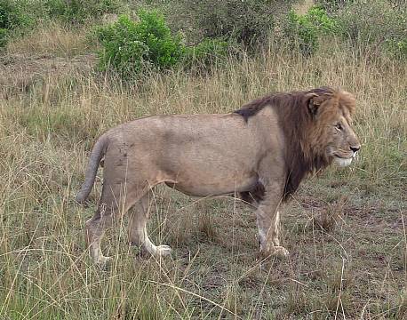 ene hanløve på savannen africa tours