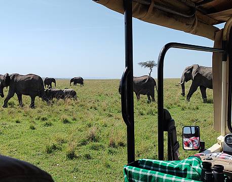 elefantsafari åben safarijeep africa tours
