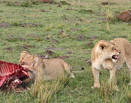 løver på savannen med bytte africa tours