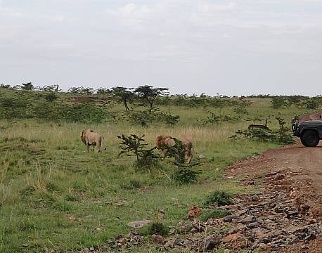 se løver på safari africa tours