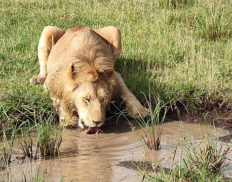 hanløve drikker africa tours