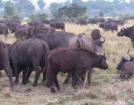 safaridyr tæt på africa tours