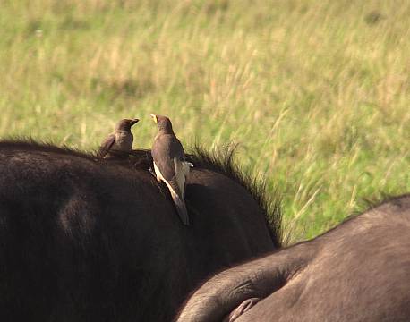 fuglesafari africa tours