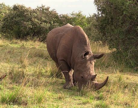 næsehorn the big five safari africa tours