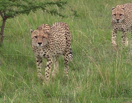 gepardpar safari africa tours