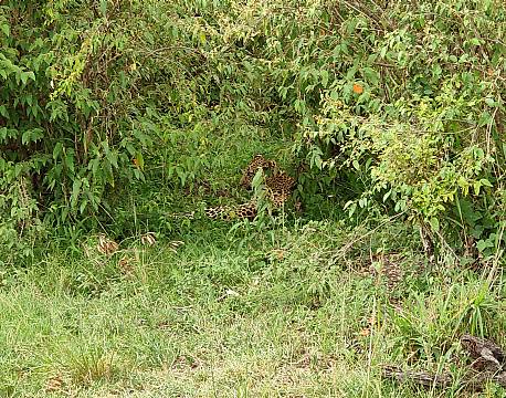 leopard imellem buske africa tours