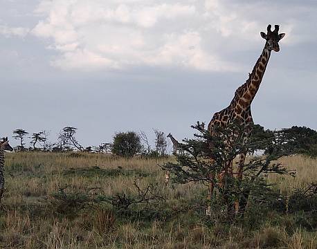 safari med giraffer africa tours