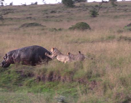 løver jager africa tours
