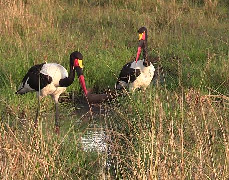 safari saddelnæb africa tours