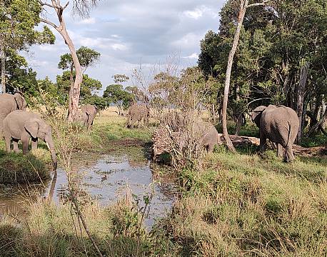 elefantflok ved sump africa tours