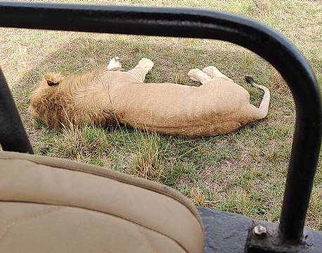 hanløve safaribil tæt på africa tours