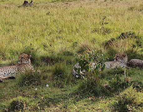 tæt på geparder safari africa tours
