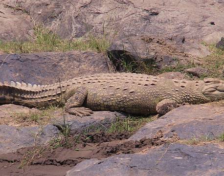 krokodillesafari africa tours