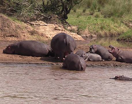 flodhesteflok safari africa tours