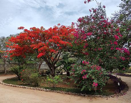 træer med røde blomster africa tours